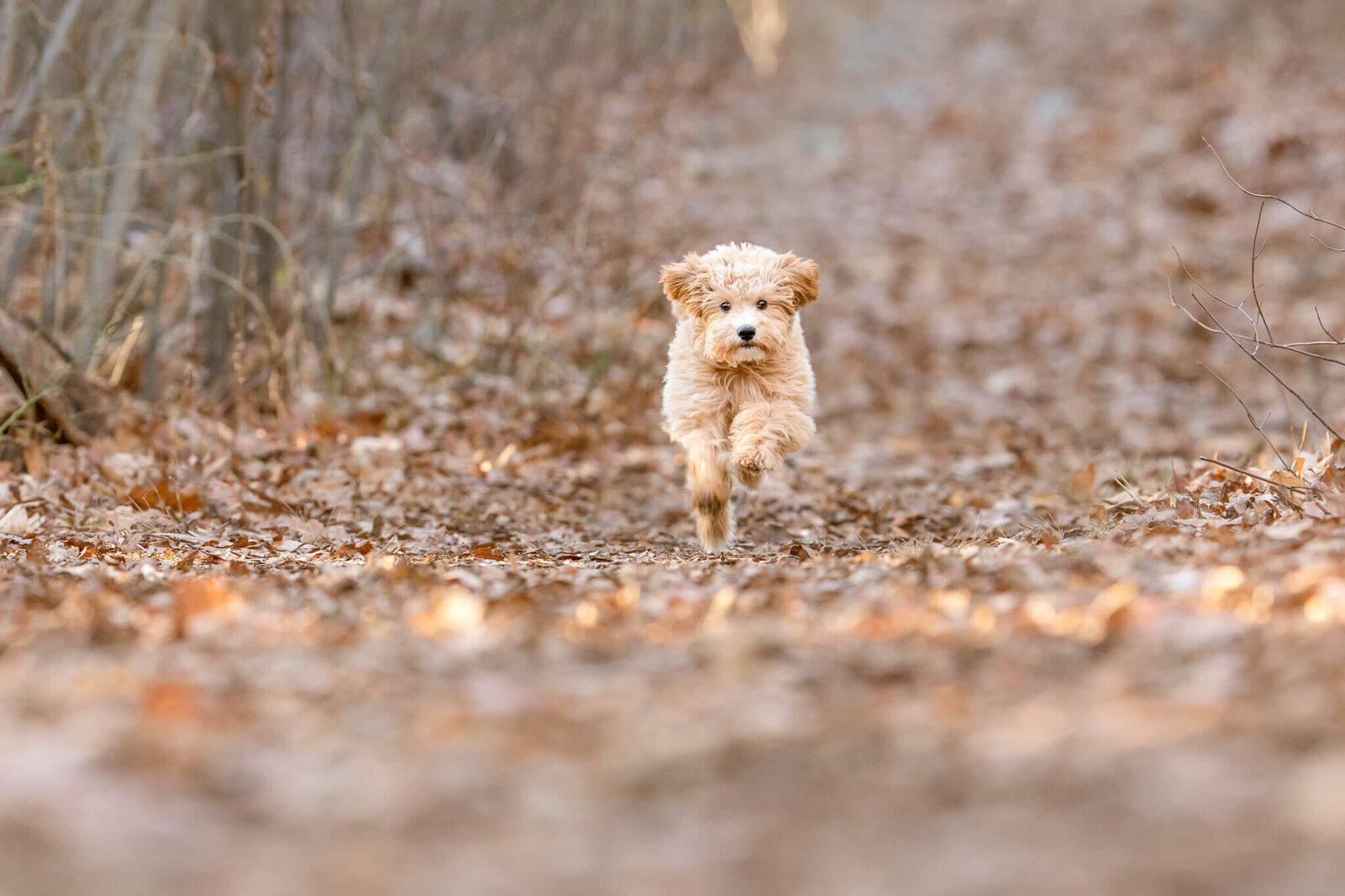 Golden Doodle puppy running