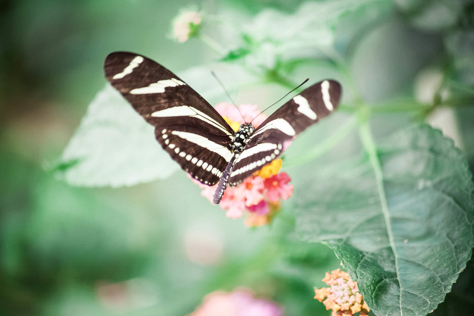 zebra-longwing-butterfly-travel-aruba-kate-timbers-photography-857