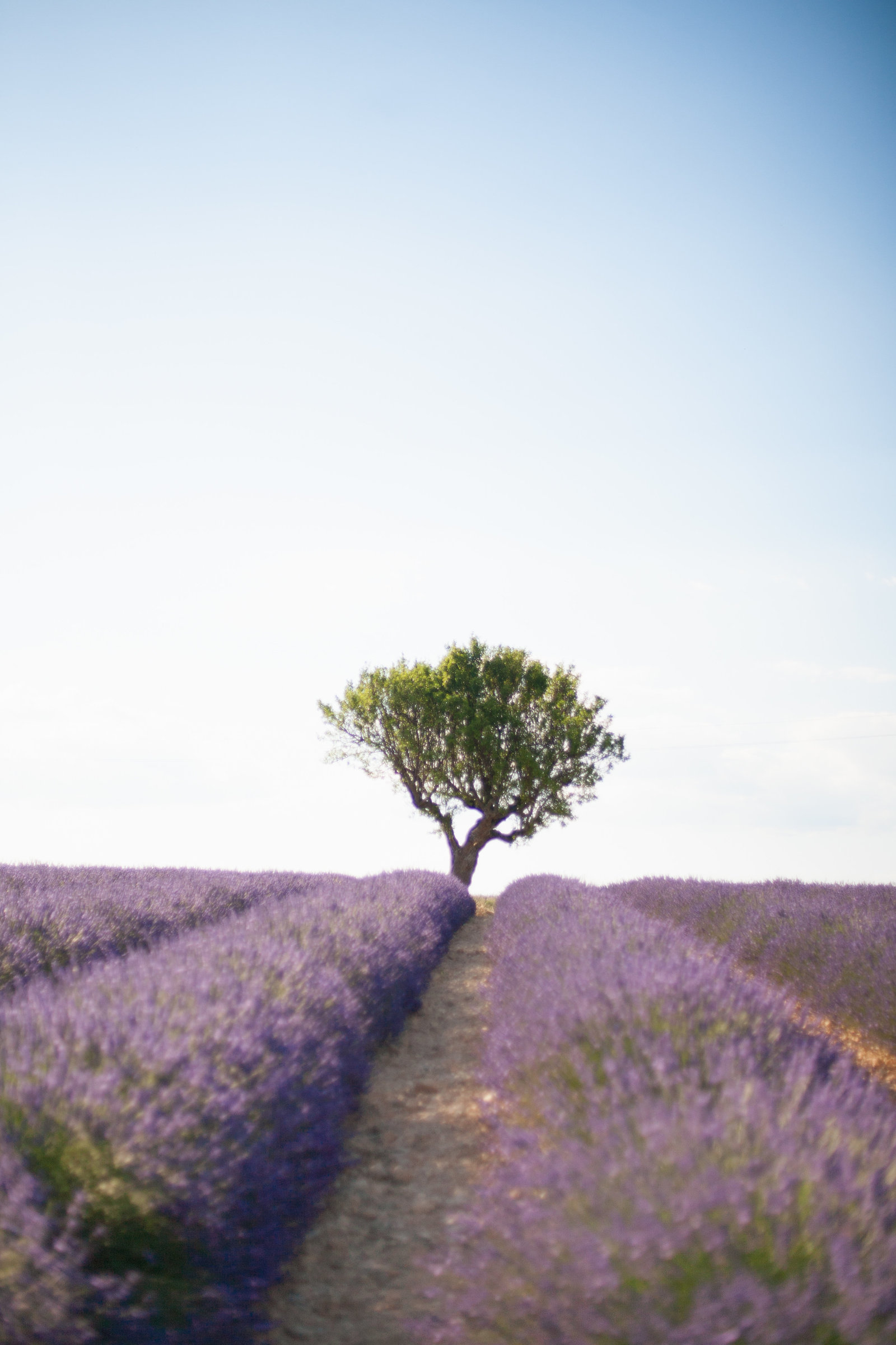 Lavender field Valensole Provence -15