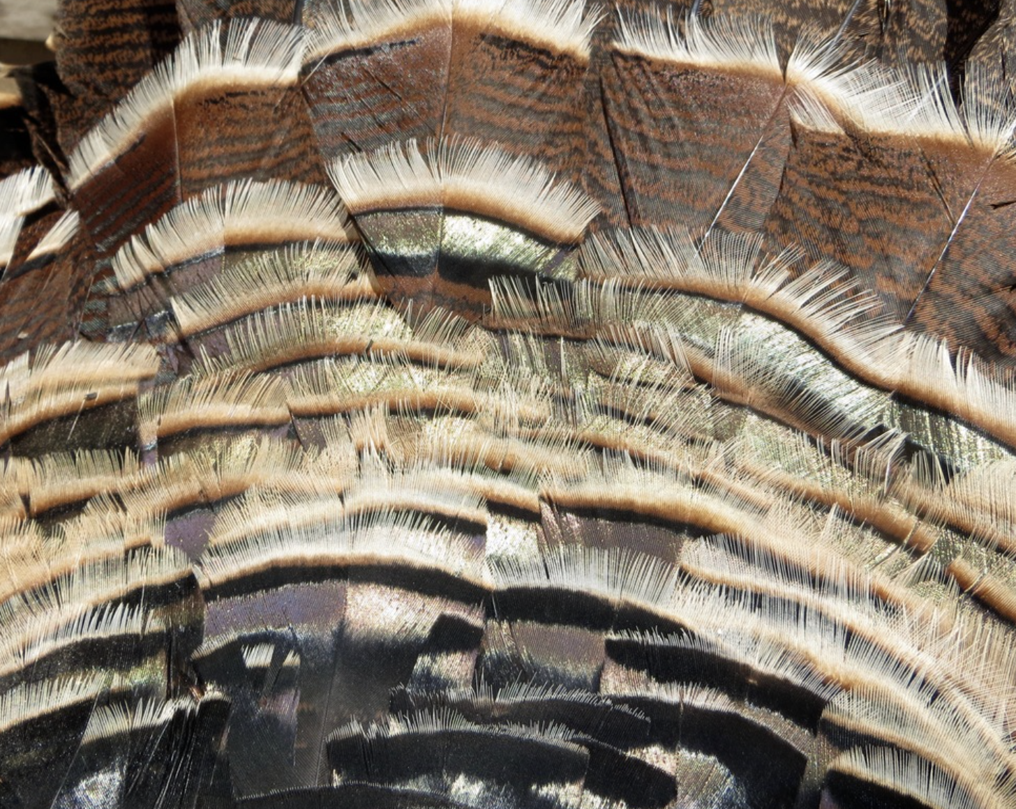 Screenshot 2024-02-06 at 1.51.39 PM