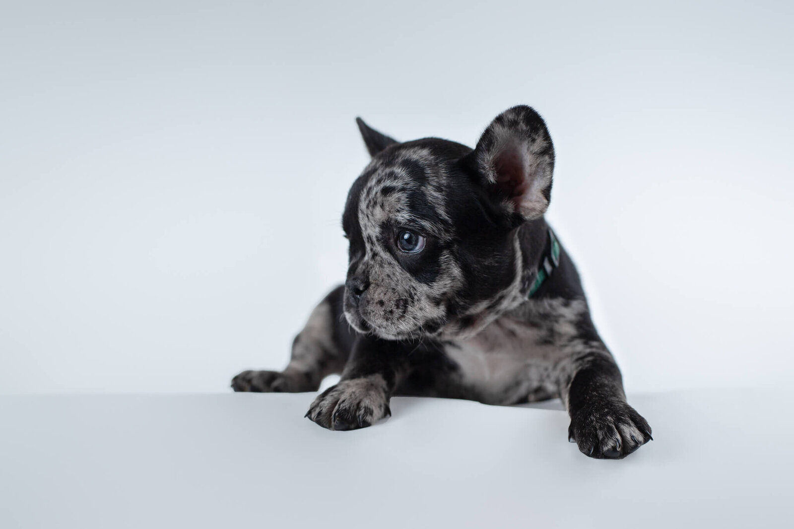 French Bulldog looking left on white backdrop