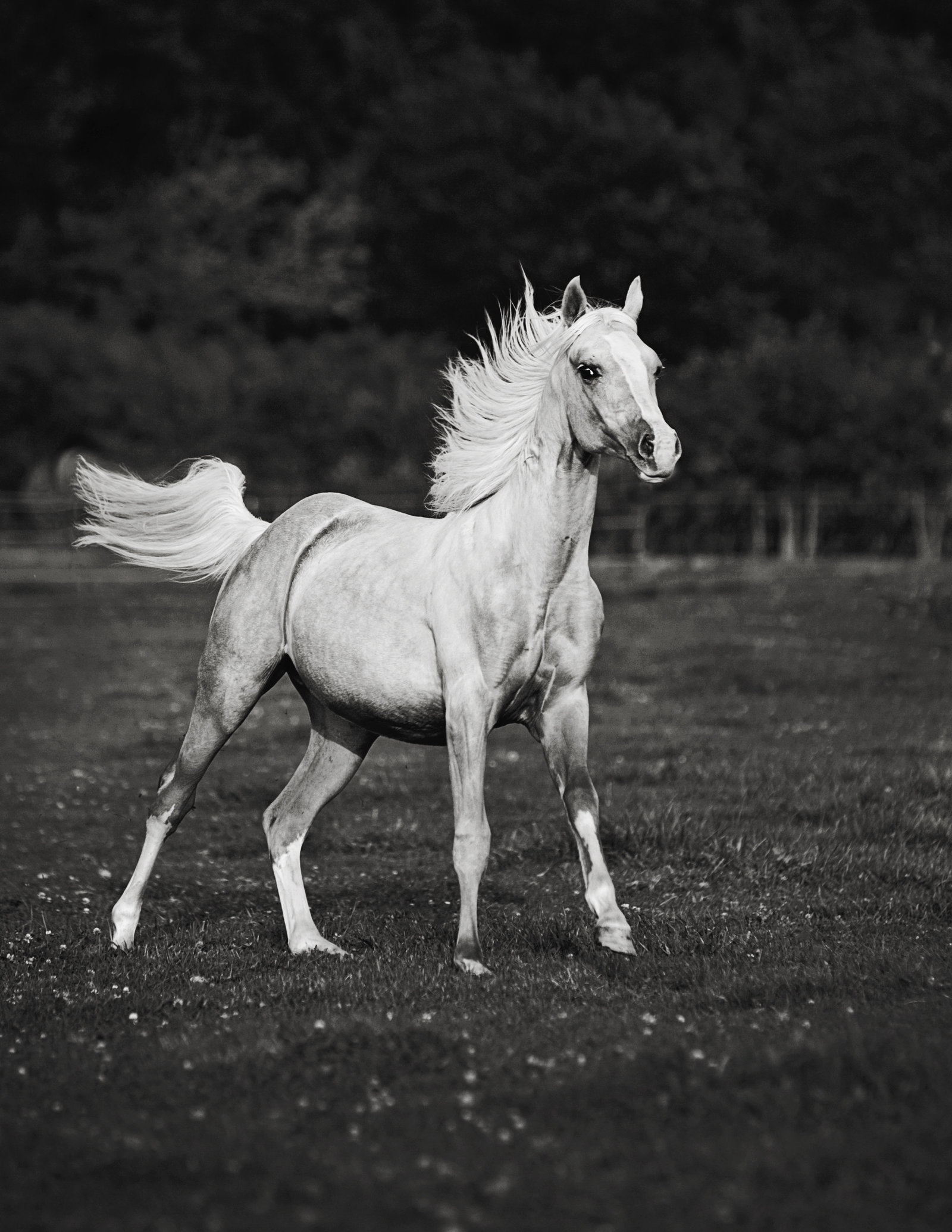 Horse photographer wi