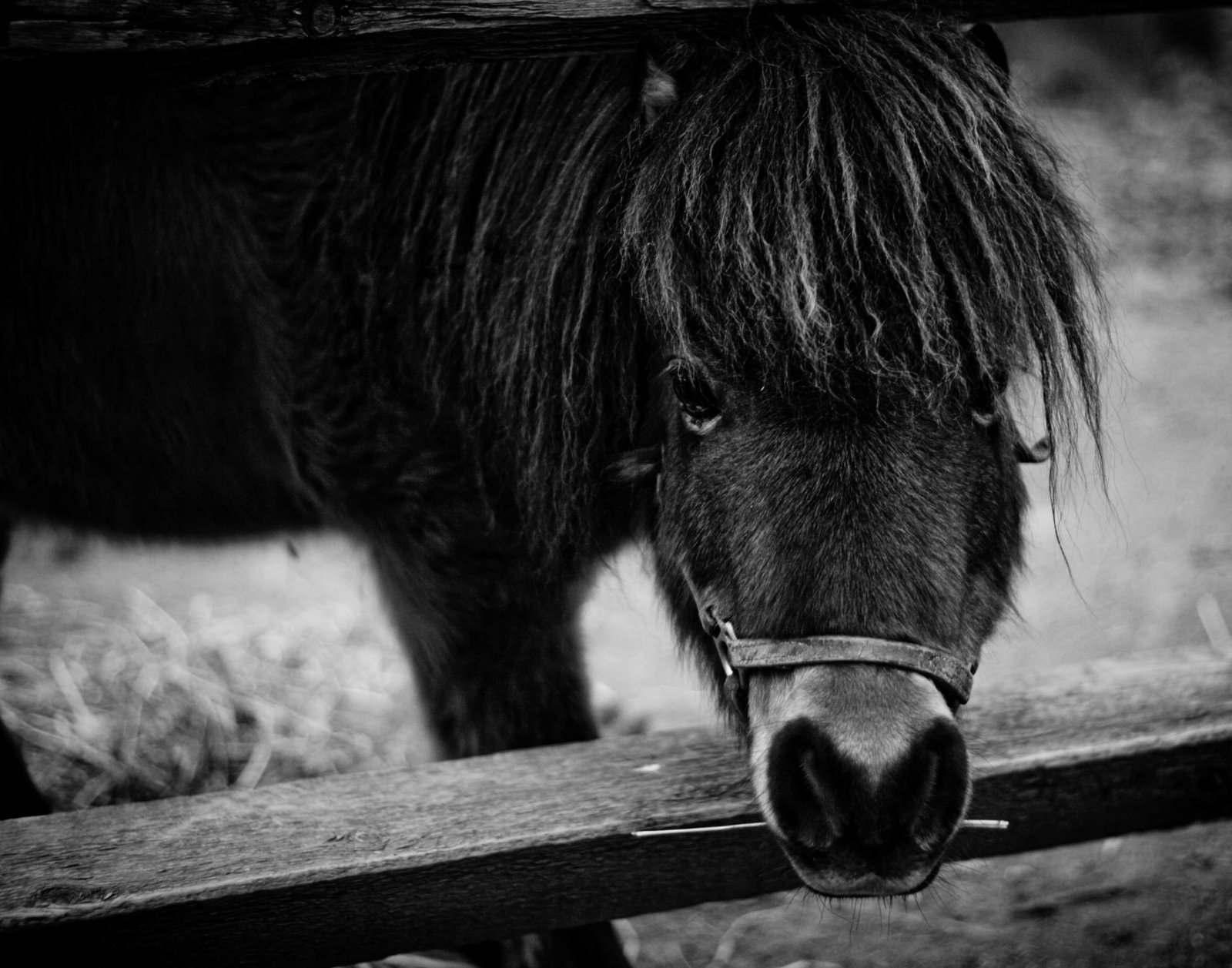 miniature-horse-pennsylvania-countryside-kate-timbers-photography-1129
