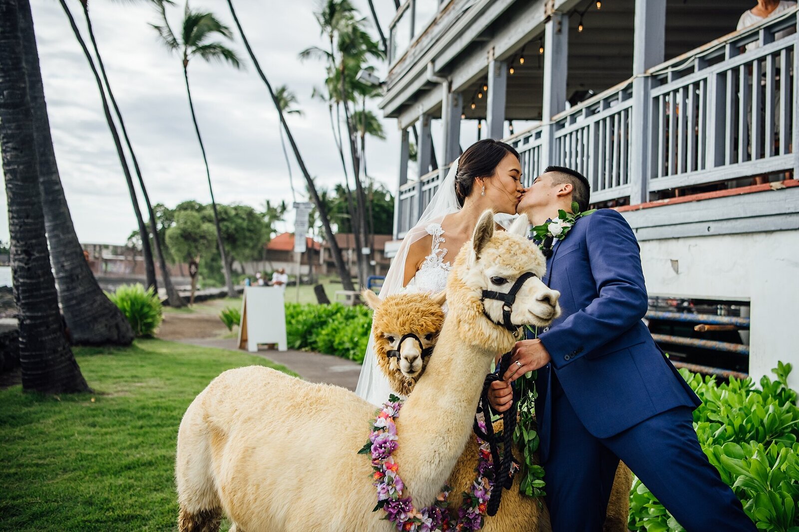 wedding couple kiss surrounded by alpaca
