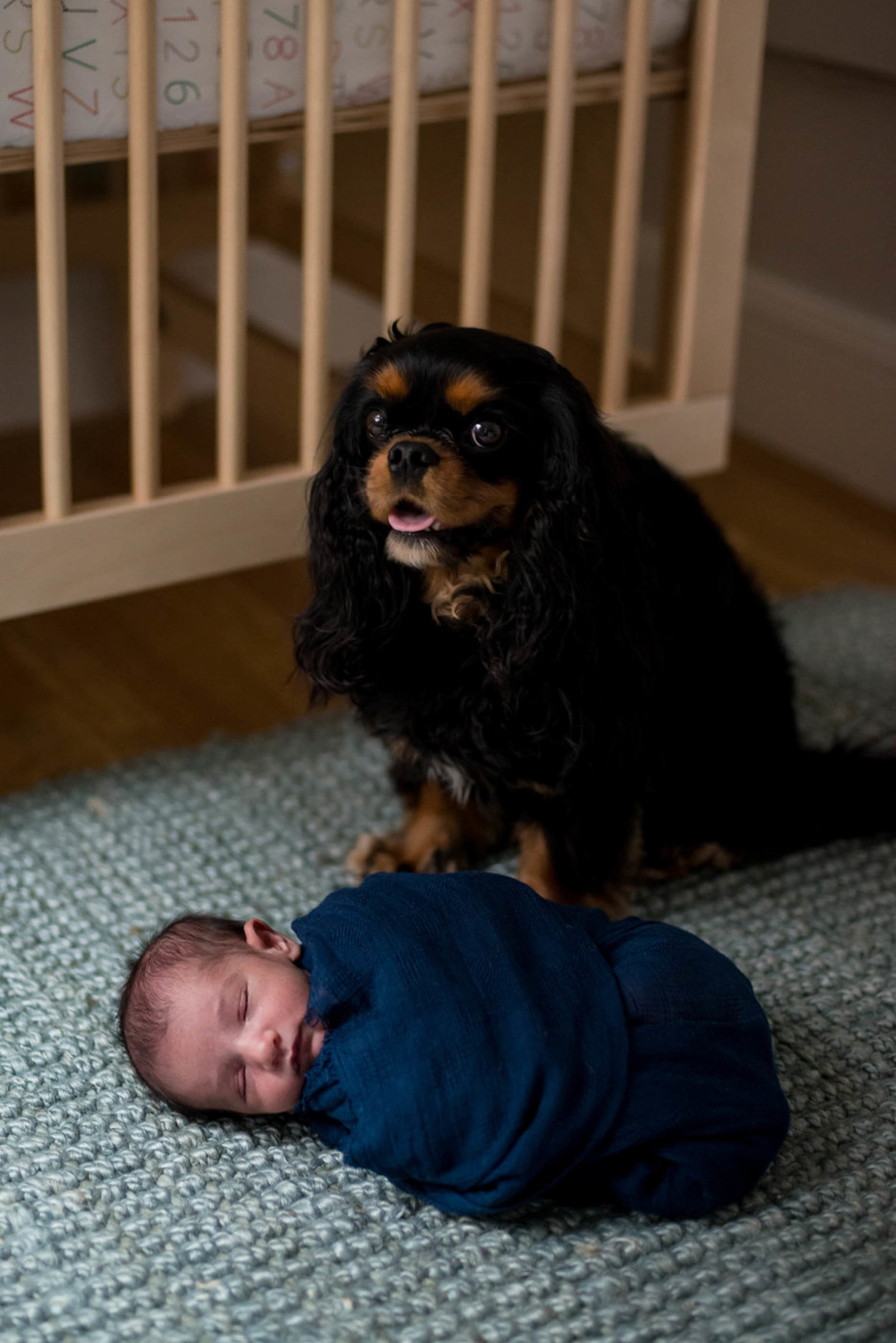 Newborn posed in home with dog in Boston