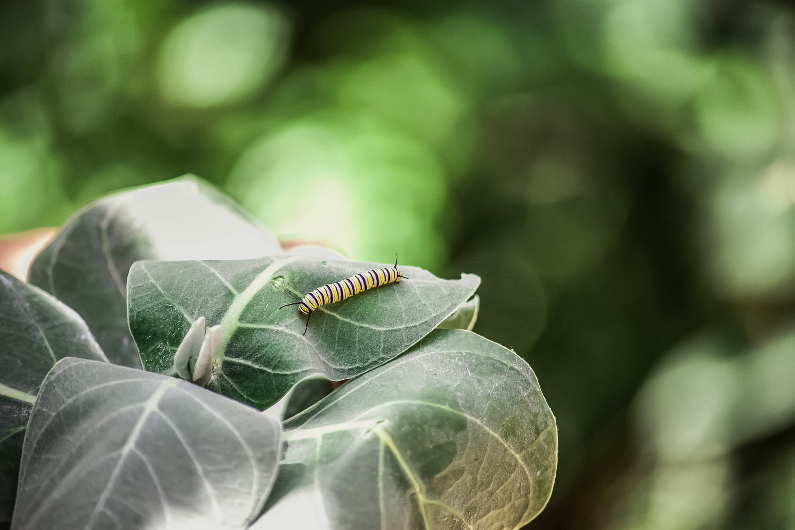 monarch-caterpillar-travel-aruba-kate-timbers-photography-845