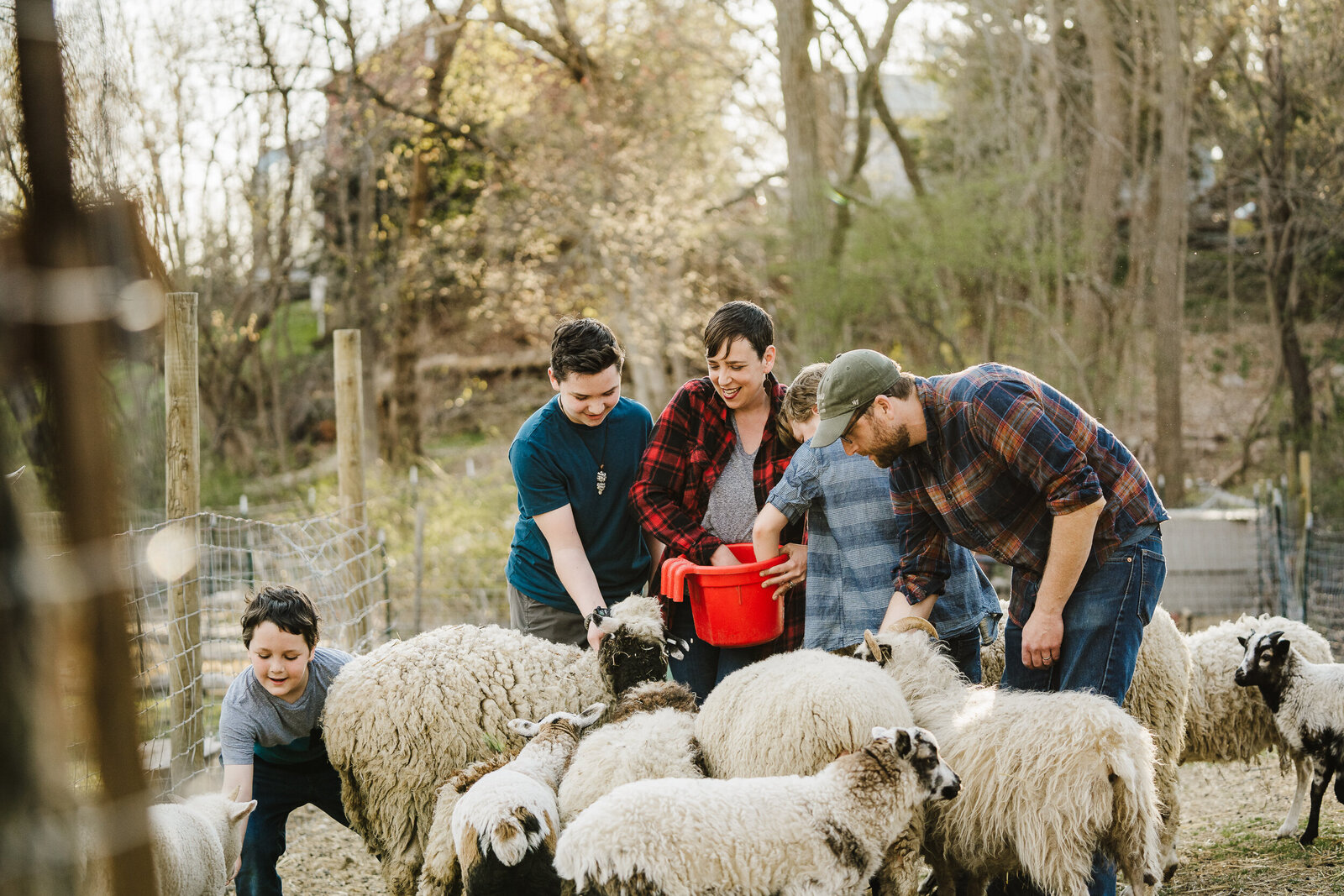 farm family feeds a herd of sheep during farm brand photoshoot