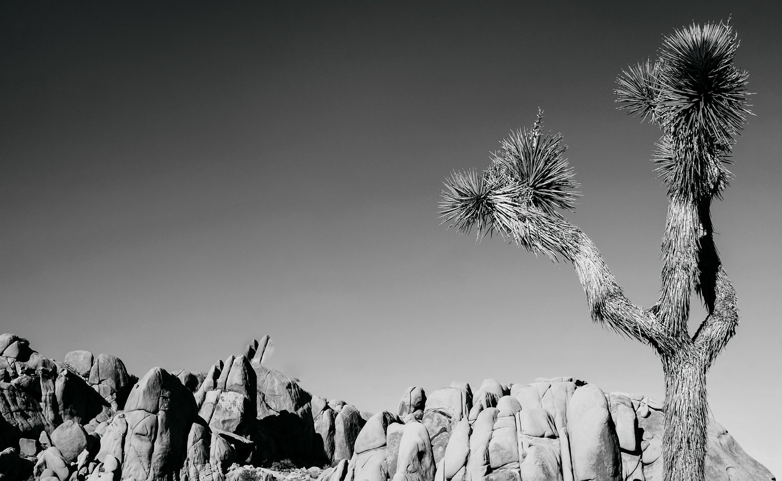 Sasha_Reiko_Photography_Travel_Joshua_Tree-7