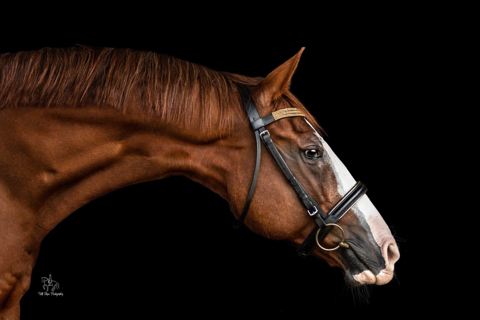(24)Hawkesbury Equine Photography horse arching neck Half Steps Photography