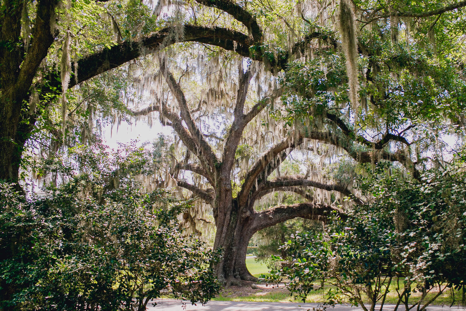 oak tree and spanish moss, Magnolia Plantation, Charleston, SC