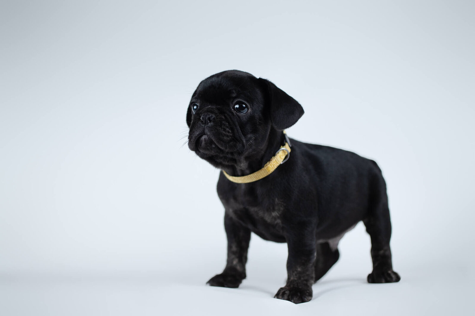Black French Bulldog puppy looking up to the left on a white backdrop