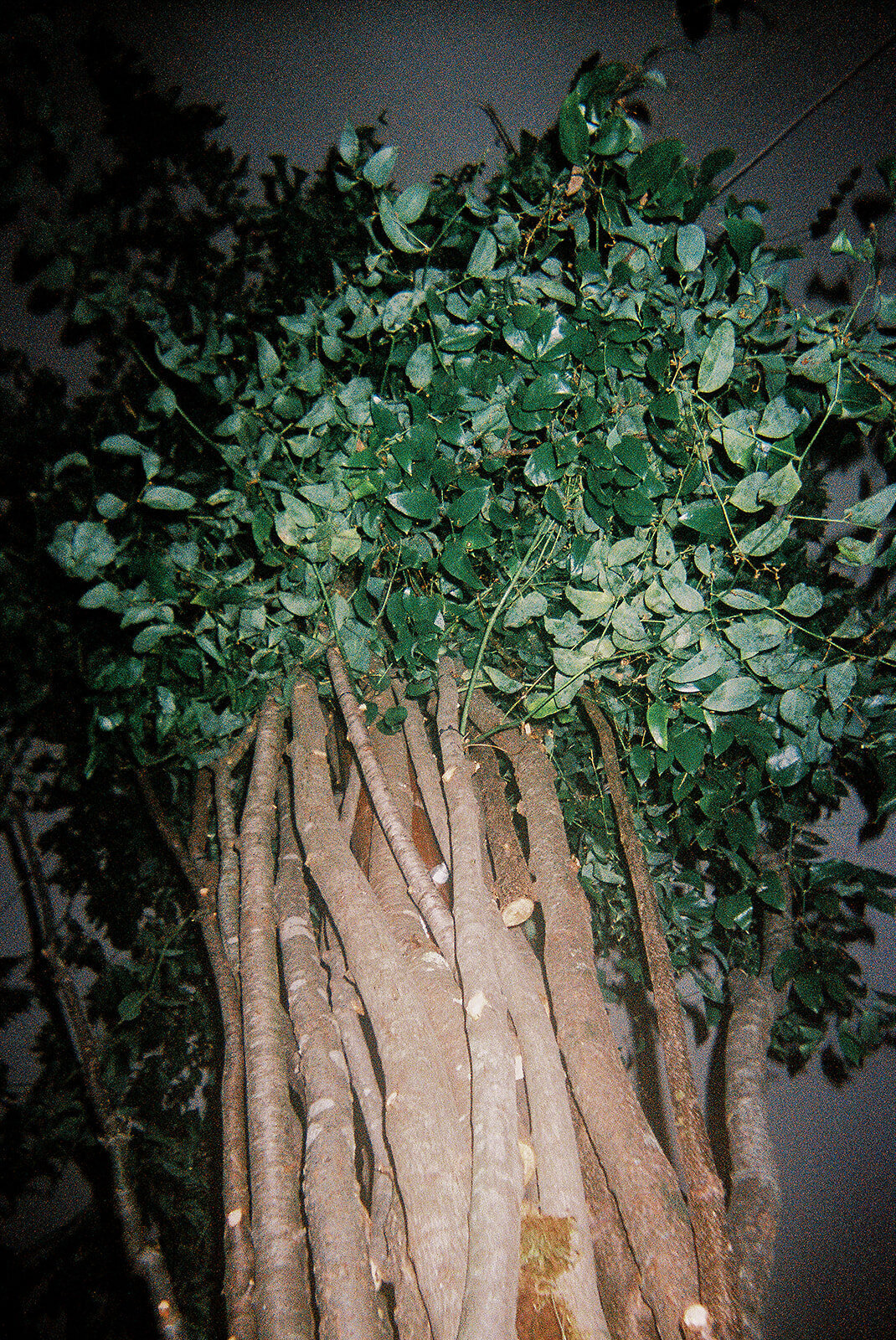thistle_beck_-1378