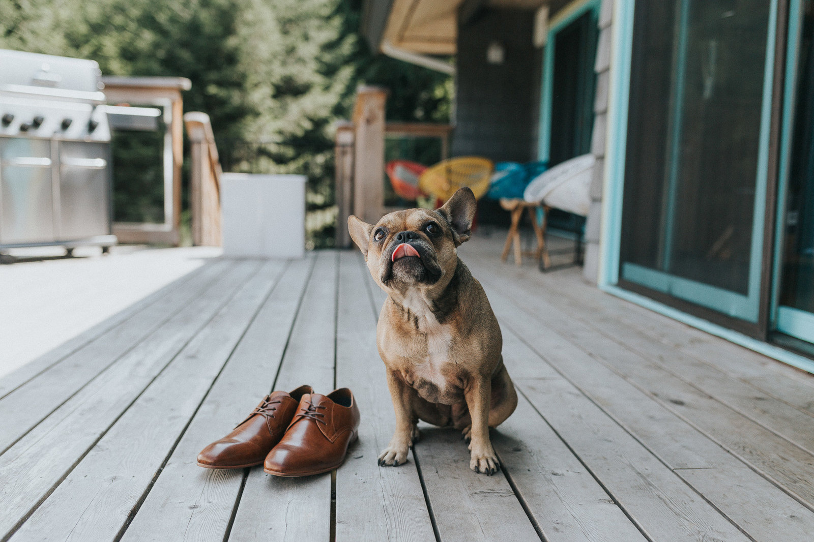 Dog and groom's shoes