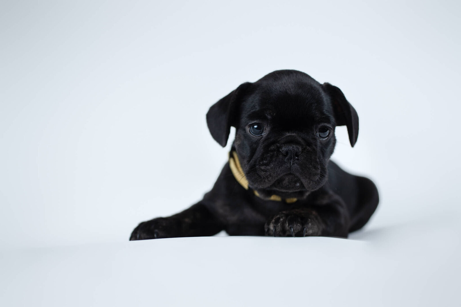 Baby French Bulldog laying on backdrop for Boston pet photographer