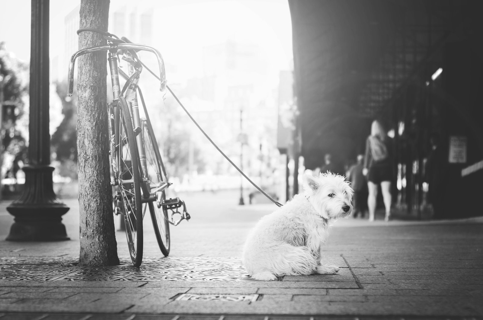 pexels-photo-89872-1