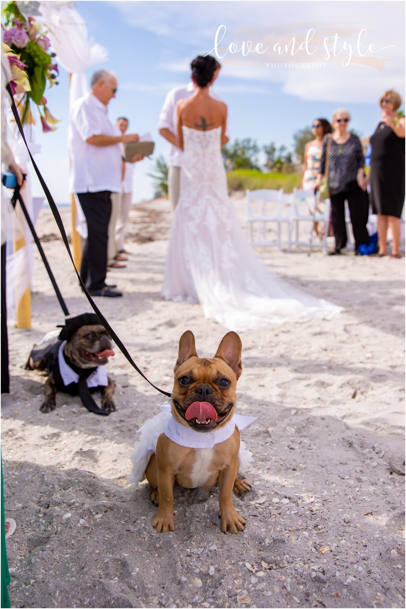 Frenchies as part of the wedding party at Siesta Key Beach