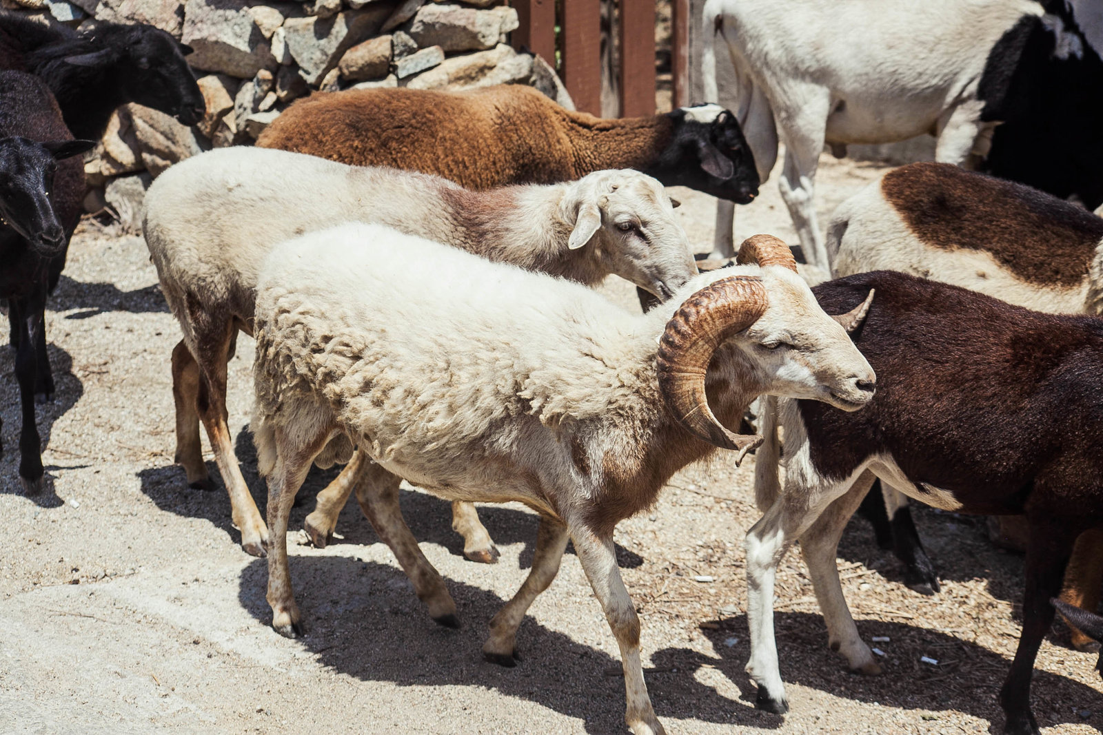 herd-wild-goats-travel-aruba-kate-timbers-photography-830