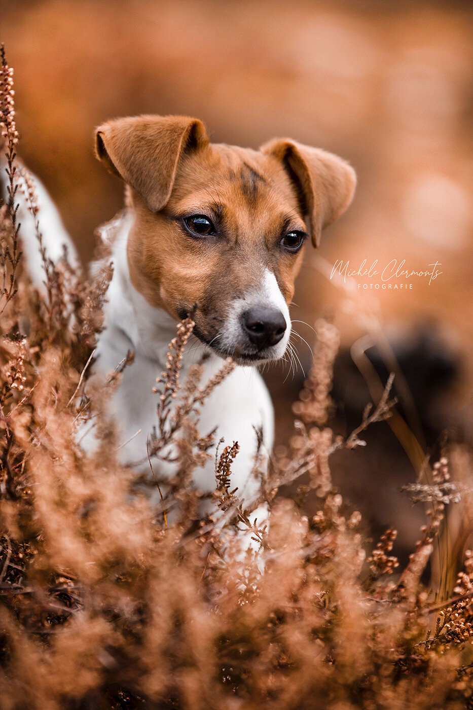 DSC_8002-hondenfotografie-michèle clermonts fotografie