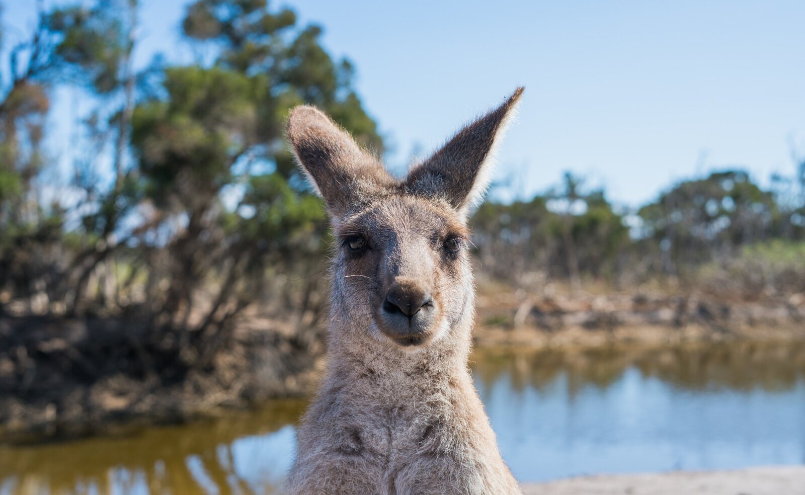 kangaroos-cleveland-wildlife