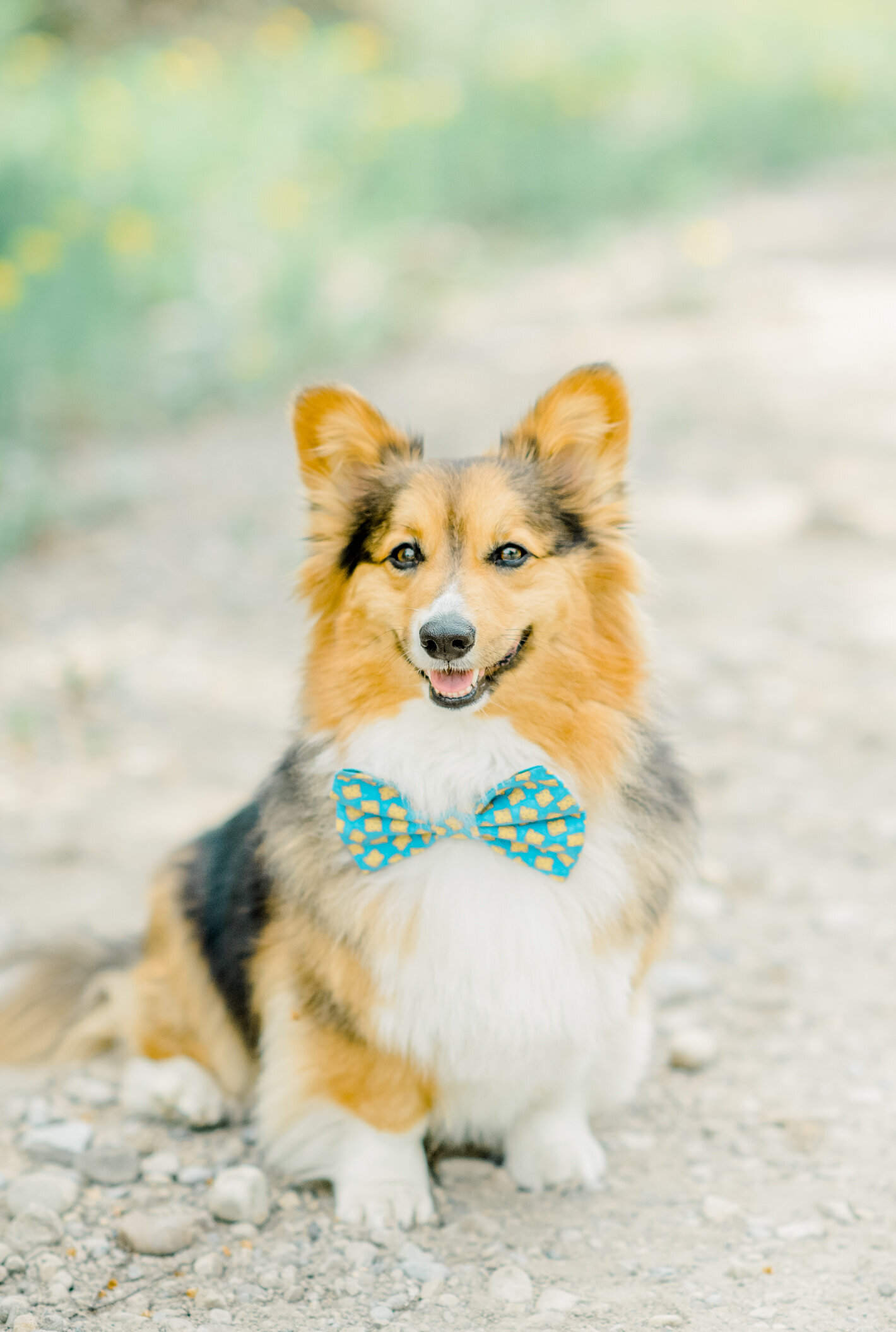 Wedding party dog