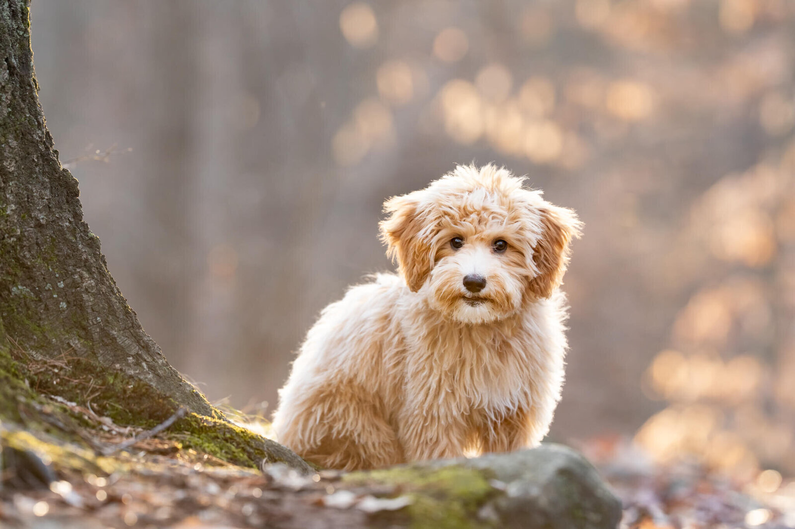 Golden Doodle puppy sitting at a tree in the sun