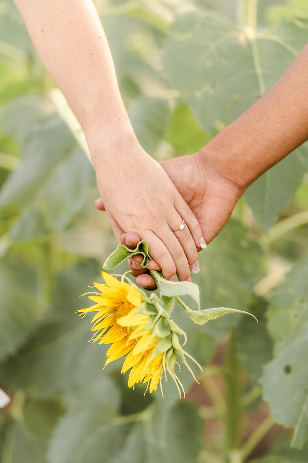 couple holding a sunflower with diamond ring in hand taken at sunflower farm near brisbane