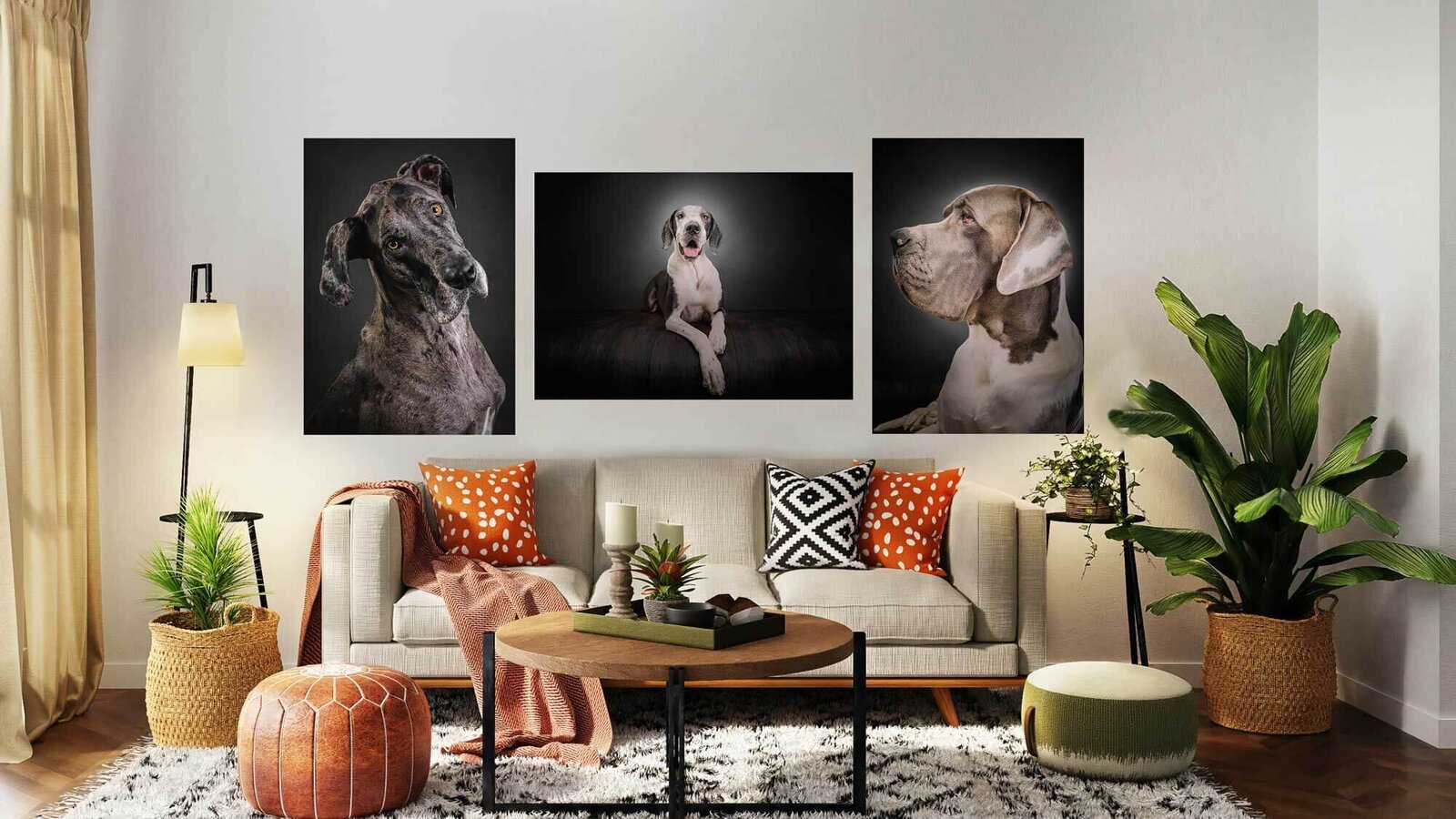 living room setting with three printed photos of great danes above a boho inspired couch