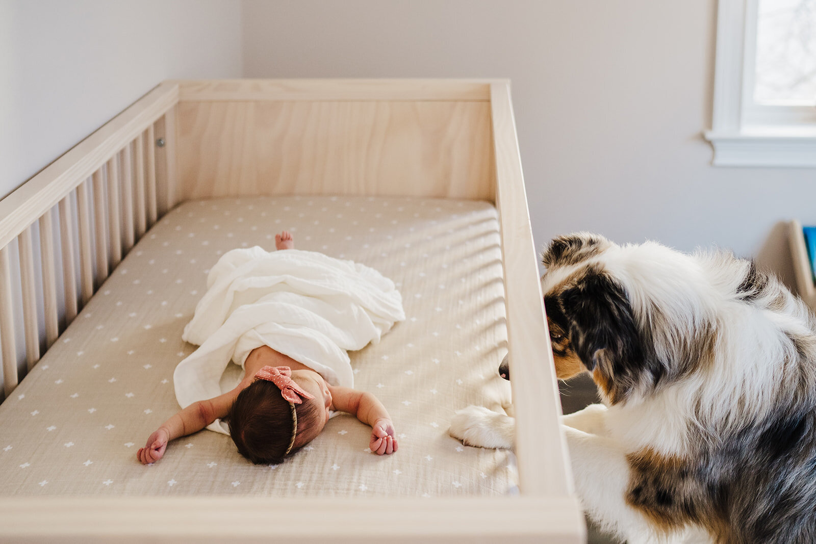 dog peeks into crib where newborn sleeps