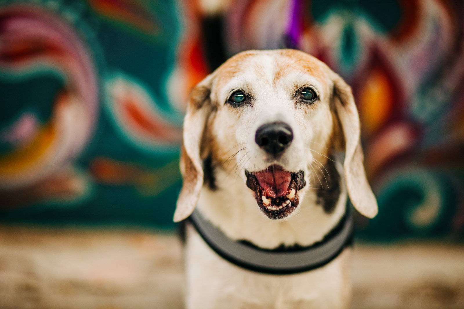 Cute beagle in front of mural