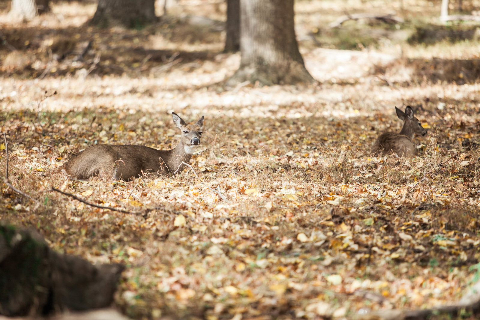 deer-valley-forge-park-pennsylvania-nature-kate-timbers-photography-2390