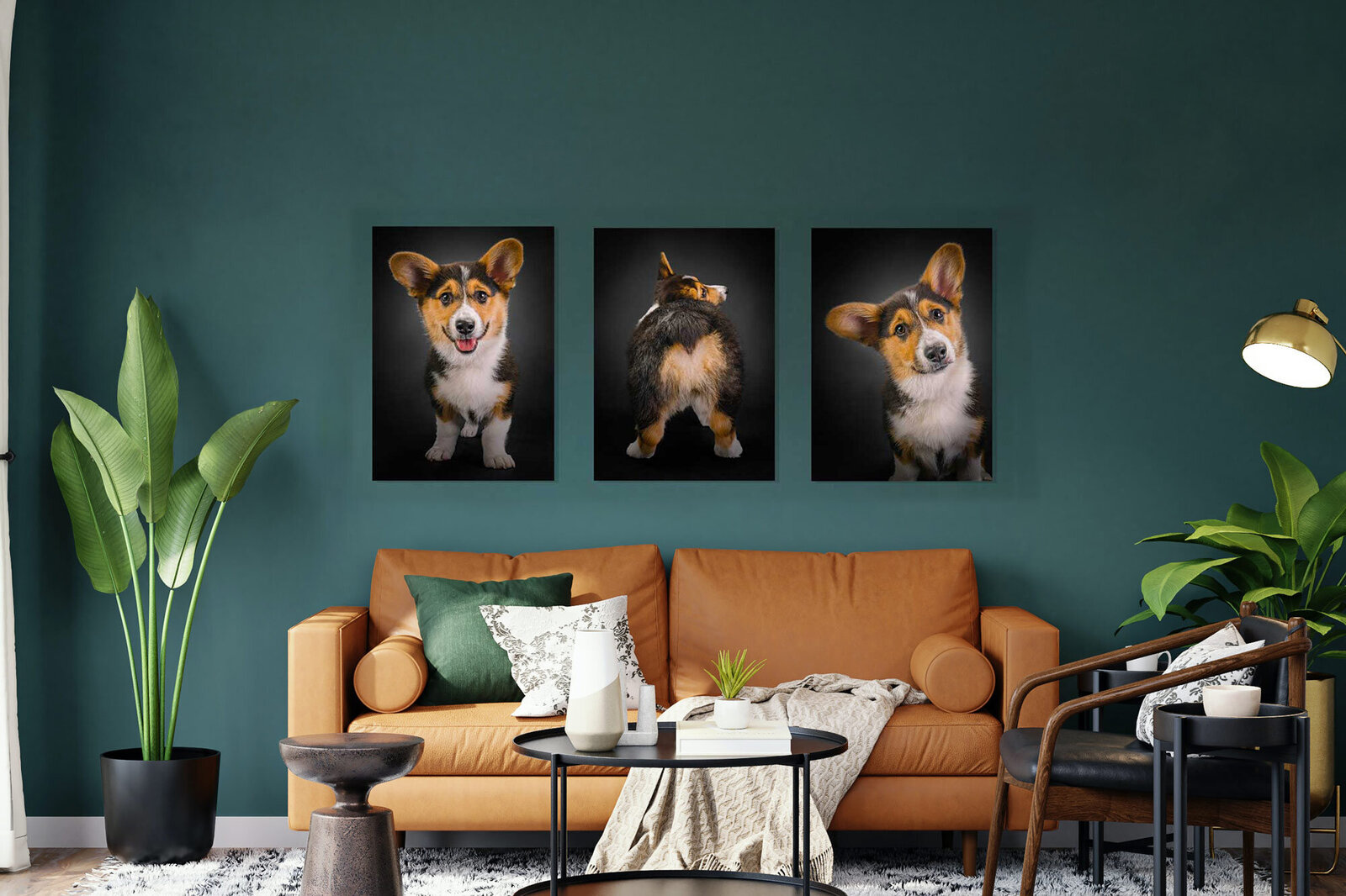 three canvas prints of a corgi displayed in a living room with green walls and tan leather couch