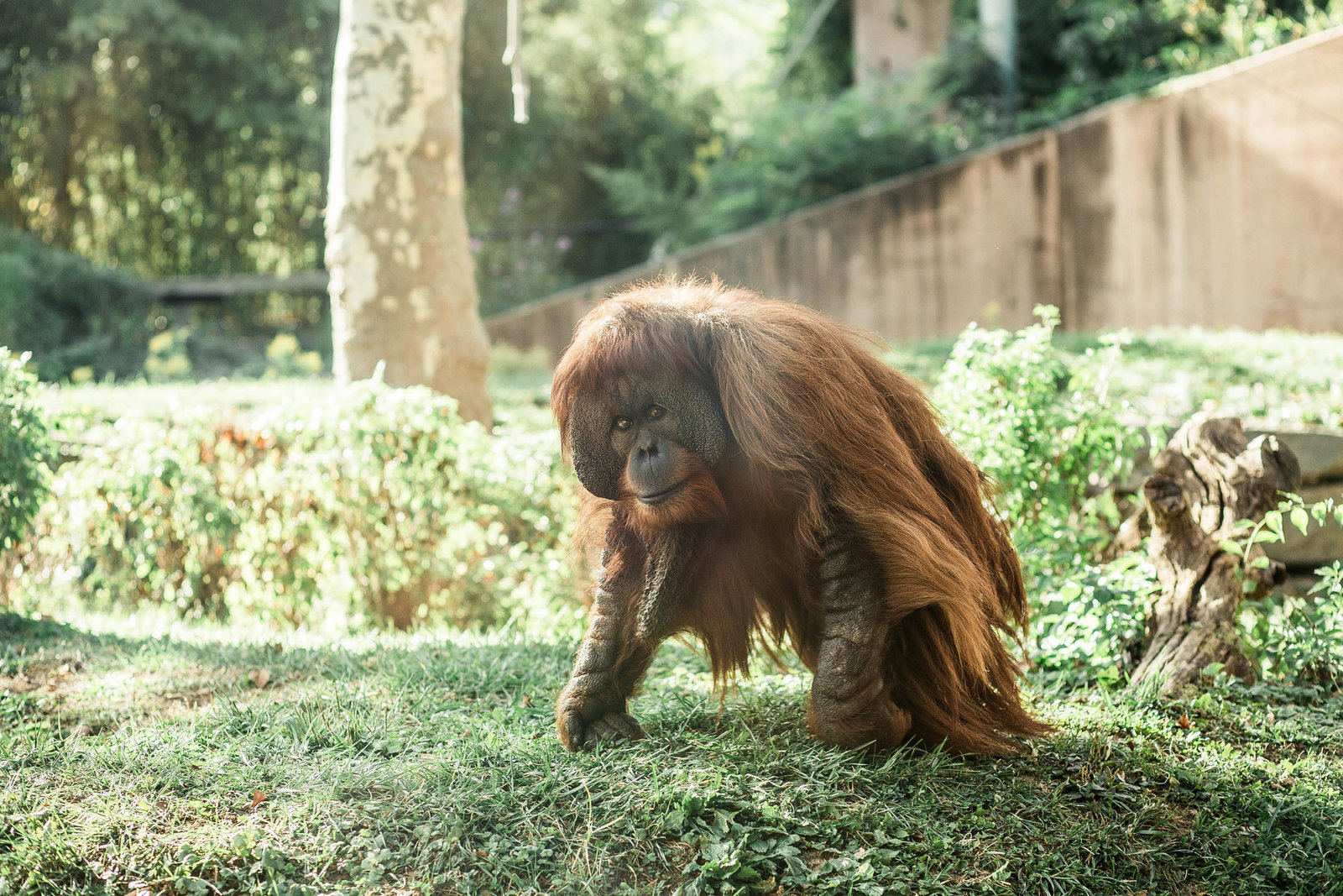 orangutan-primate-zoo-nature-philadelphia-pa-kate-timbers-photography-2040