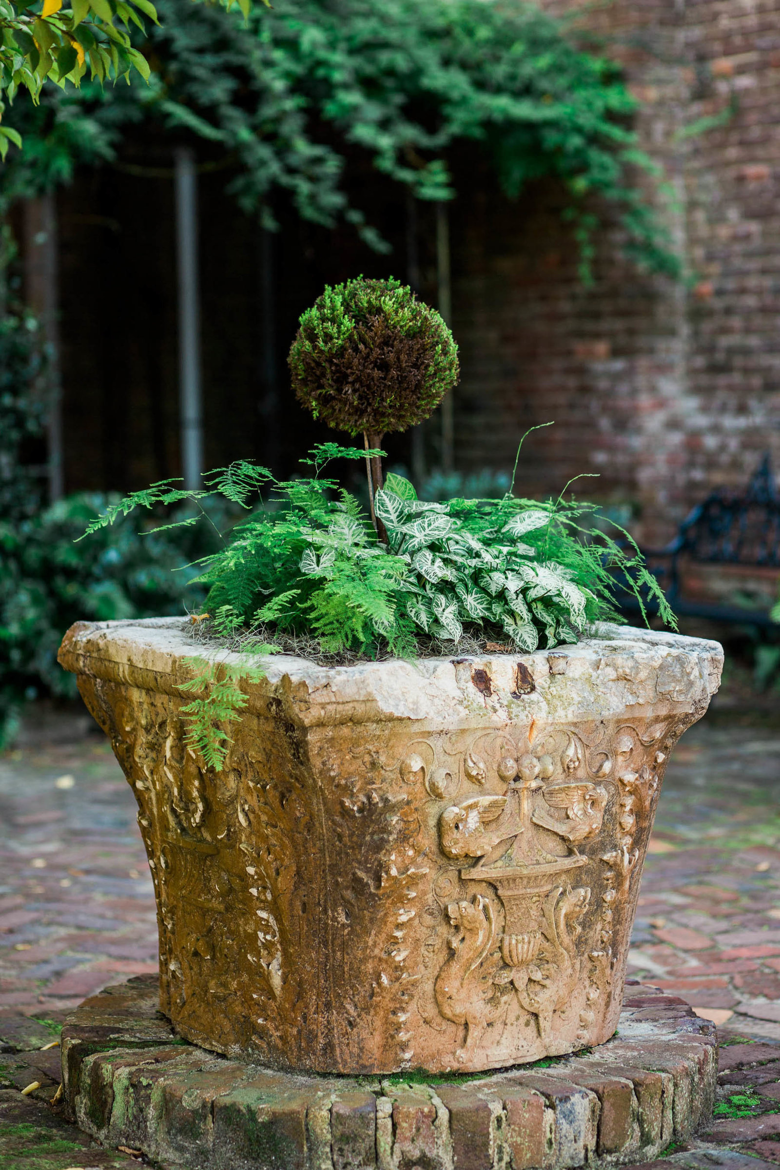Plant is in open courtyard, Boone Hall Plantation, Charleston, South Carolina