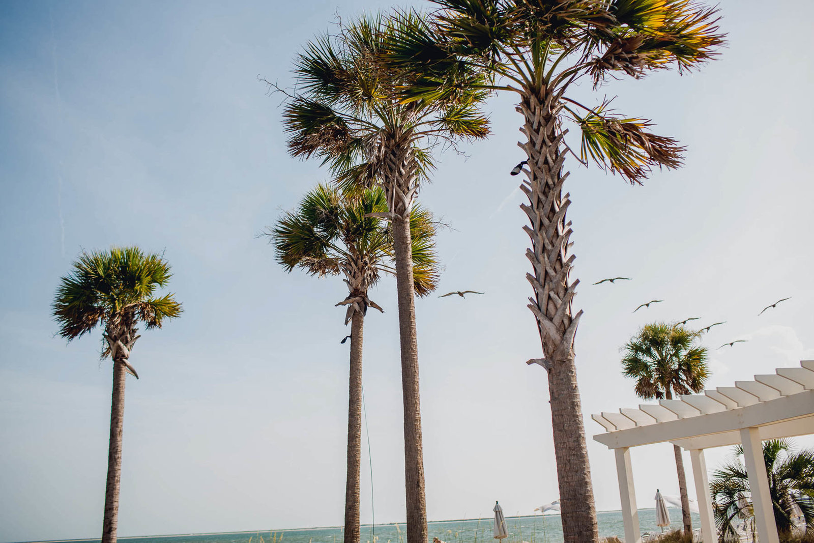 Ceremony is set up by palm trees, Seabrook Island Club, Charleston Wedding Photography.
