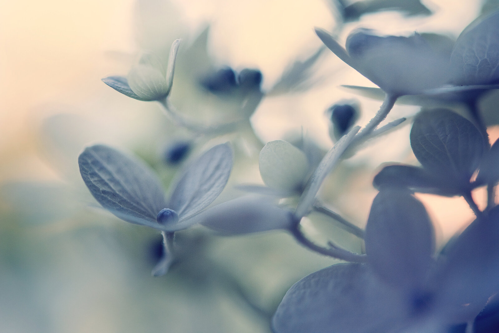 liz-allen-studios-white-hydrangea-with-cream-and-blue-colored-background