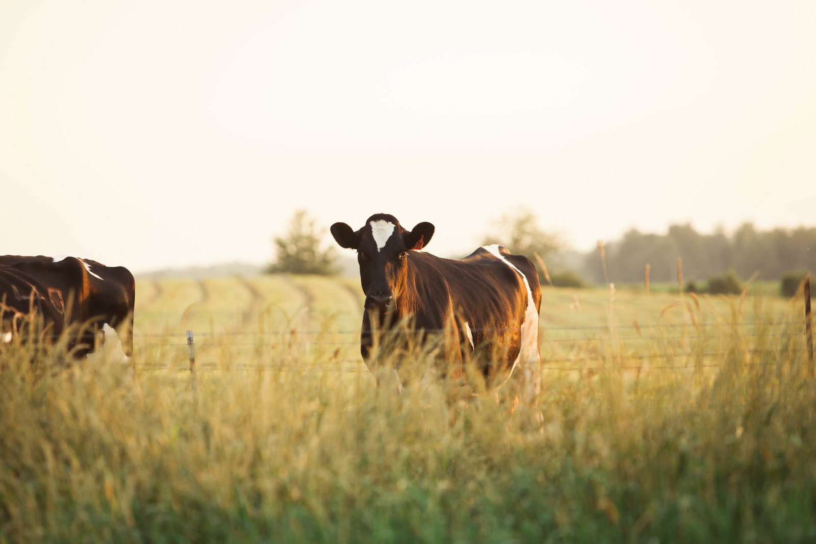 cow-sunrise-wisconsin-farm-country-nature-kate-timbers-photography-2245