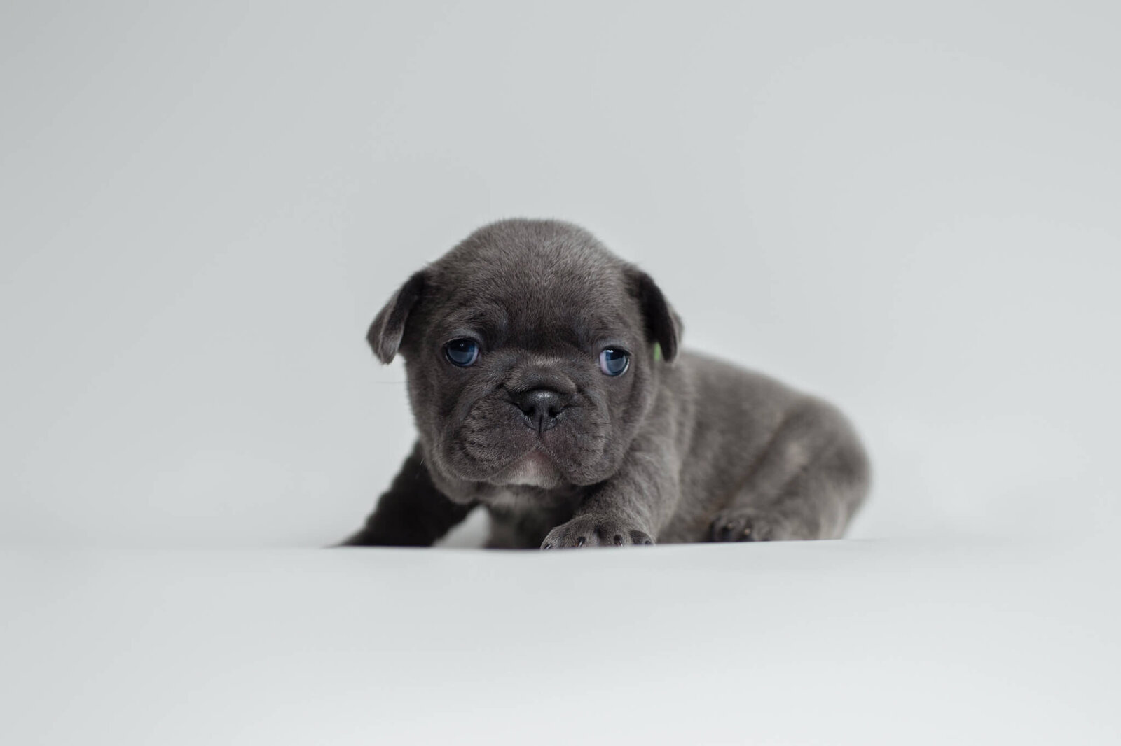 Gray Blue colored French Bulldog puppy