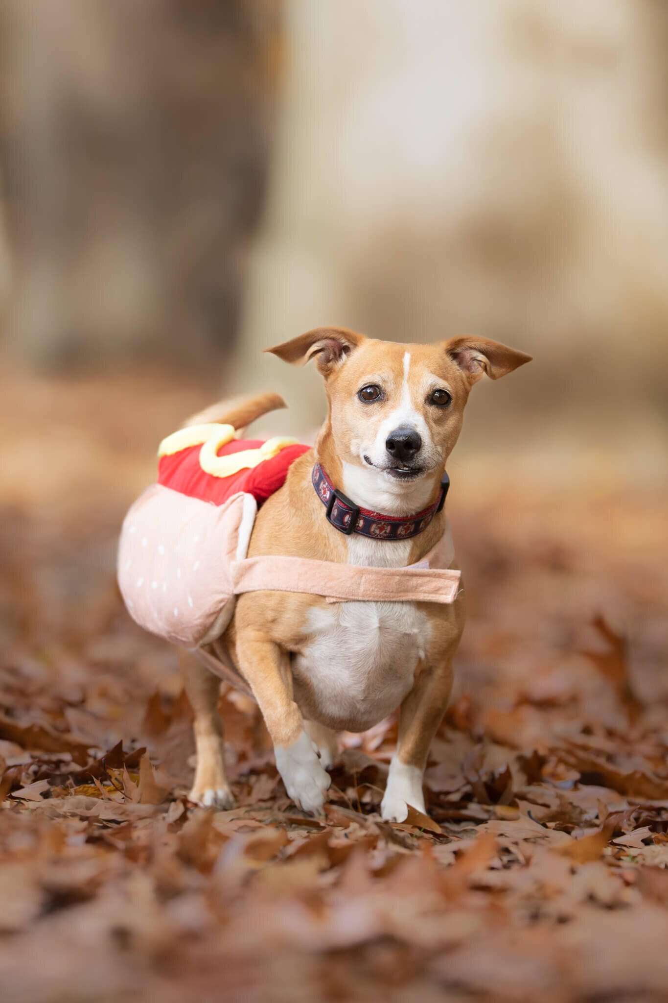 Tan and white mixed breed rescue pup in hotdog costume