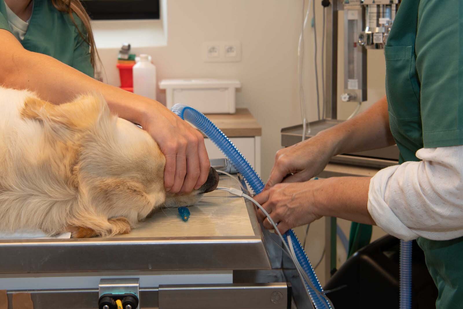 Operatie huisdieren: Dasivet Dierenartsen: dierenarts Laakdal voor kleine huisdieren