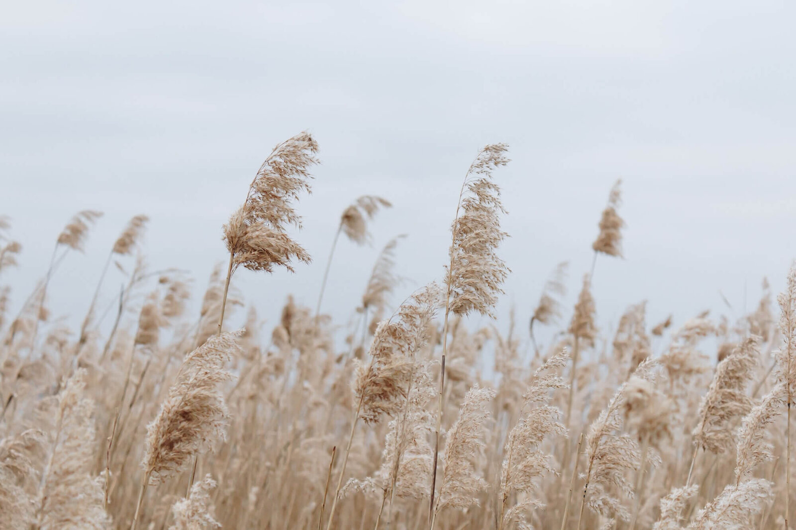 claudia-boho-wordpress-theme46