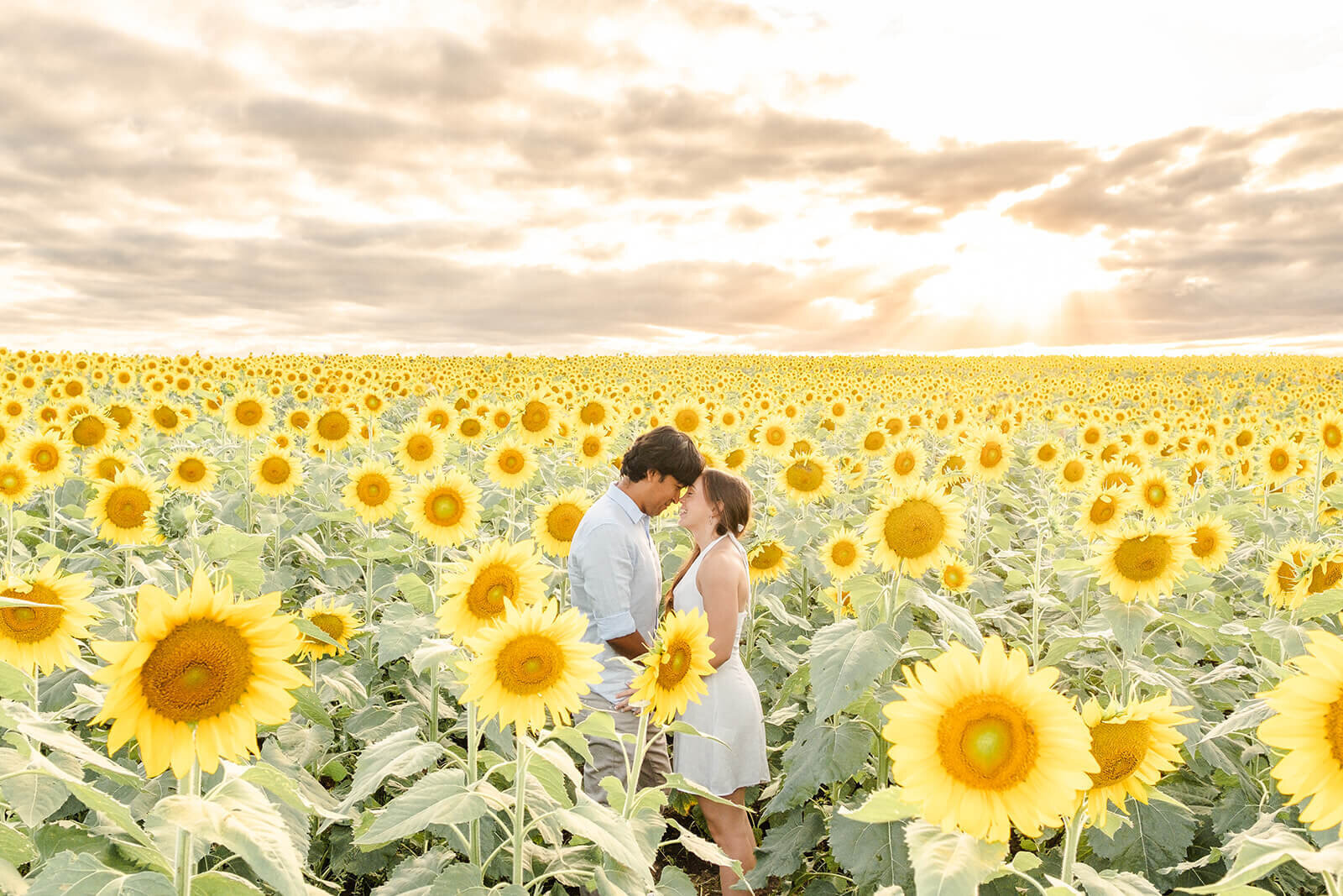 Engaged couple surrounded by vibrant sunflowers in a picturesque Brisbane field