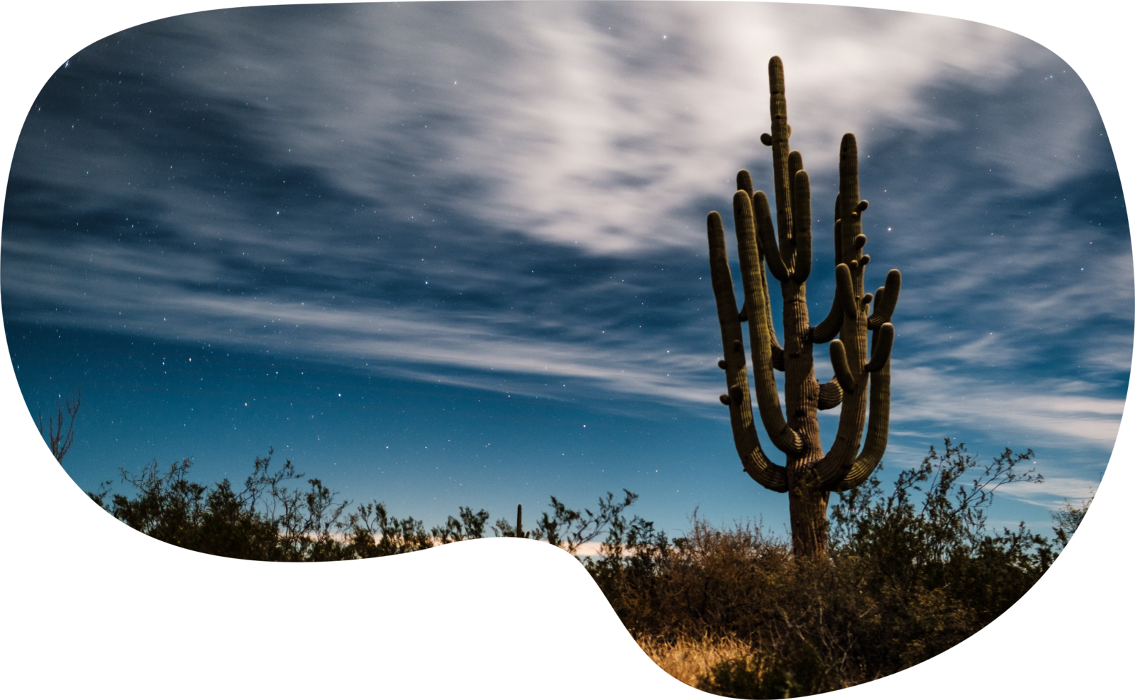 Cactus in the Arizona desert the home of Showit a drag and drop website builder