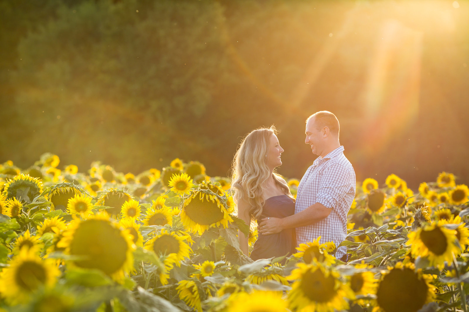 Engagement shoot in a sunflower field rochester rich paprocki photography