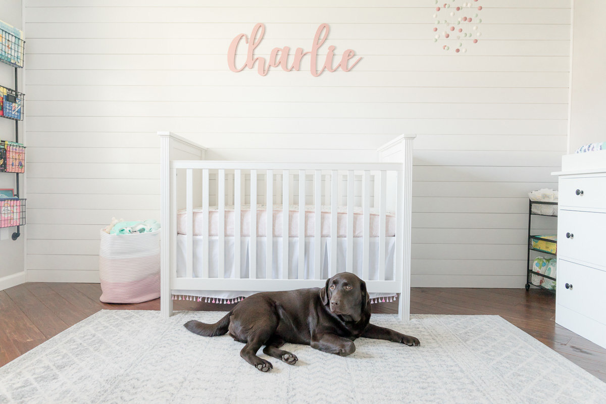 family dog lays protectively in front of new baby's crib