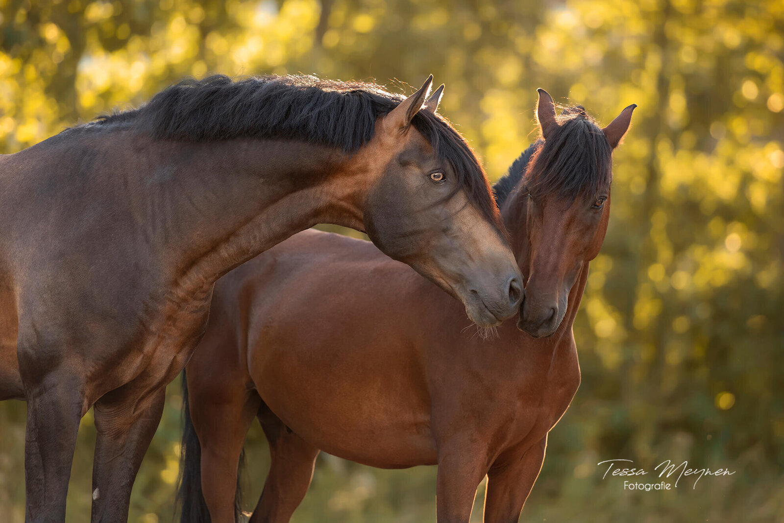 2 paarden die knuffelen