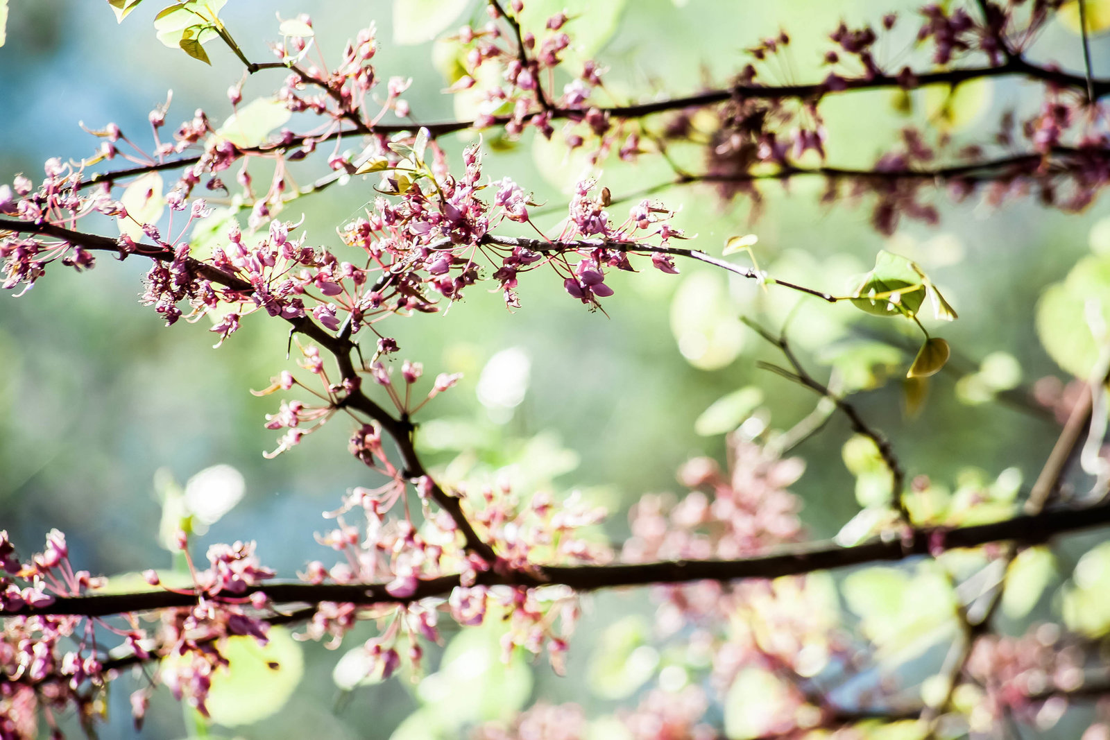redbud-branch-nature-kate-timbers-photography-1510