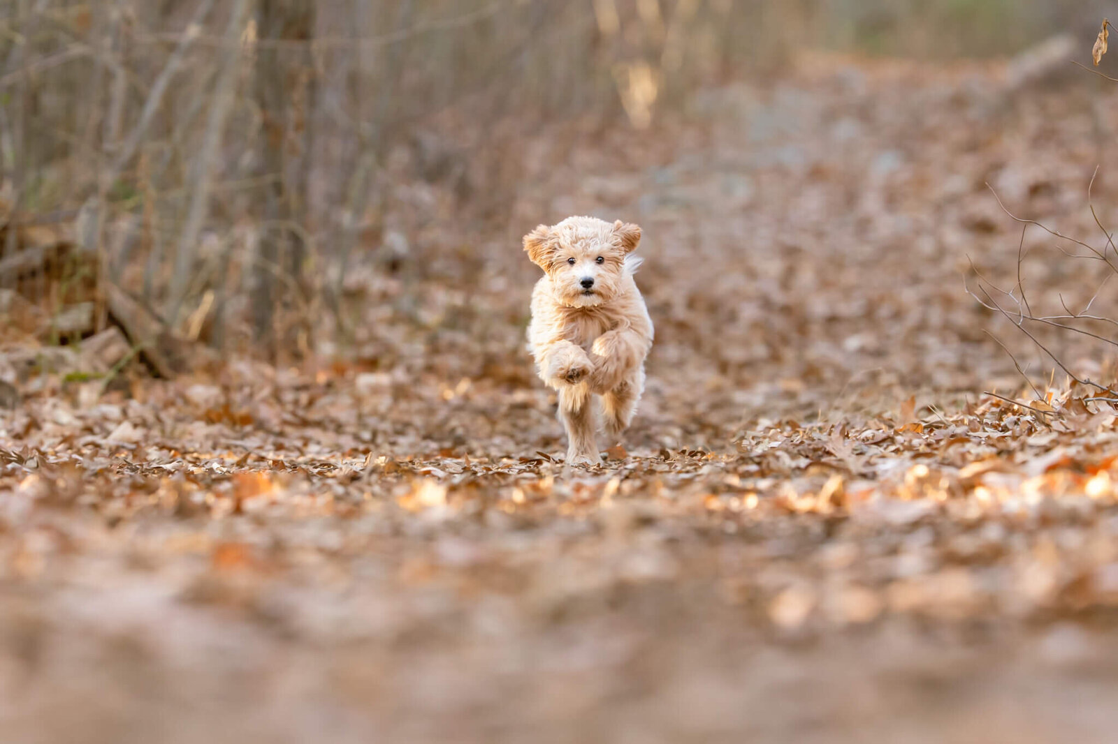 Golden Doodle puppy running at pet photographer on a woodland trail