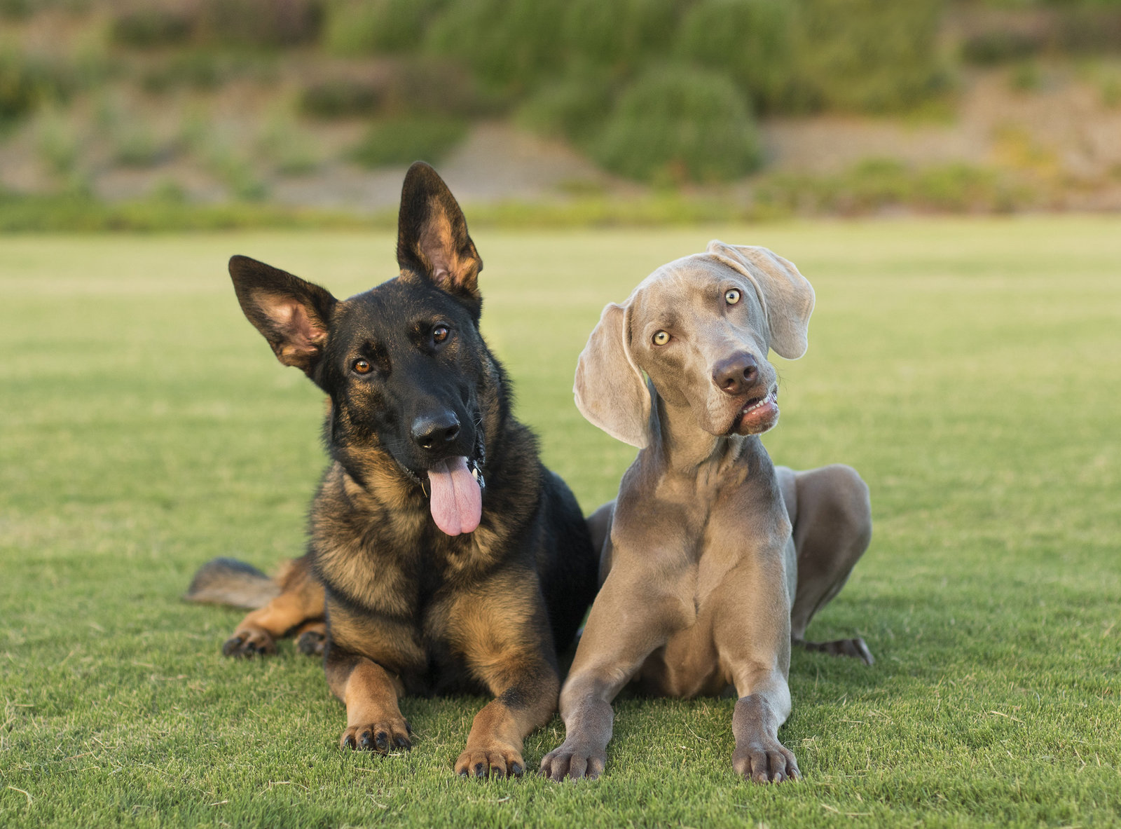 San Diego pet photography by Allison Shamrell