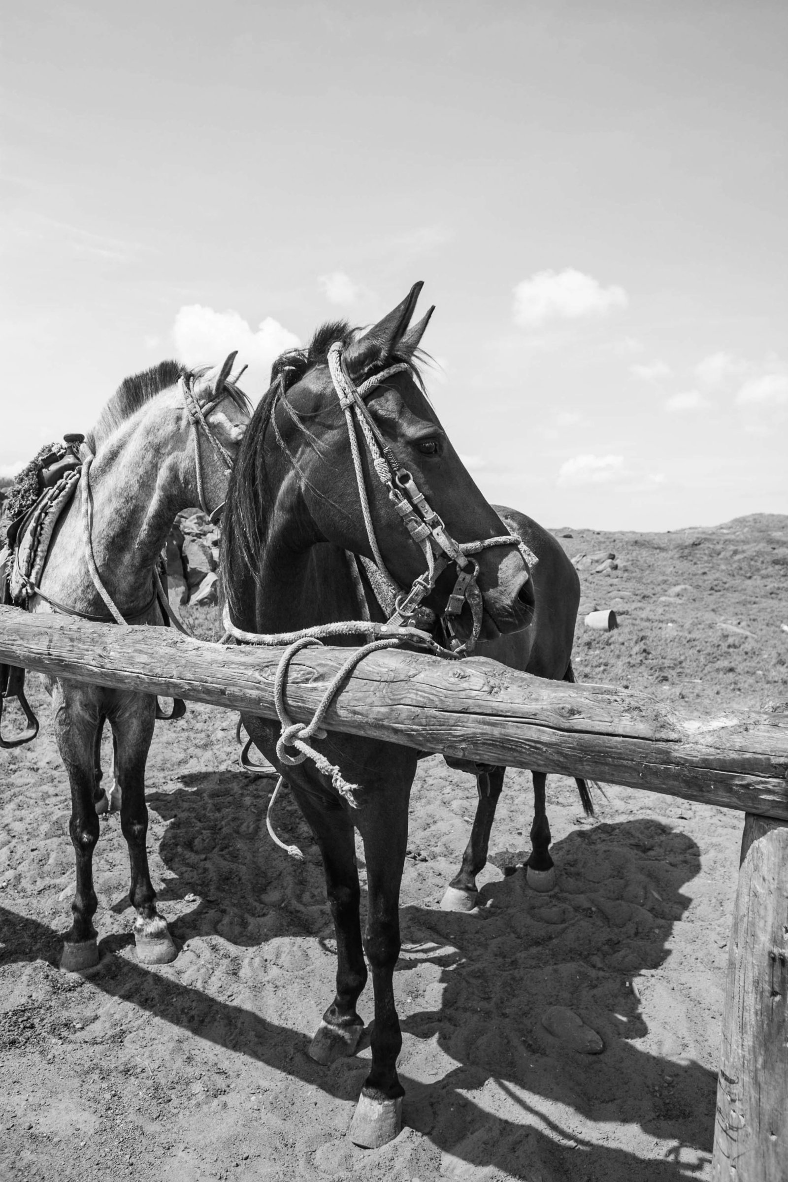 horse-desert-travel-aruba-kate-timbers-photography-827