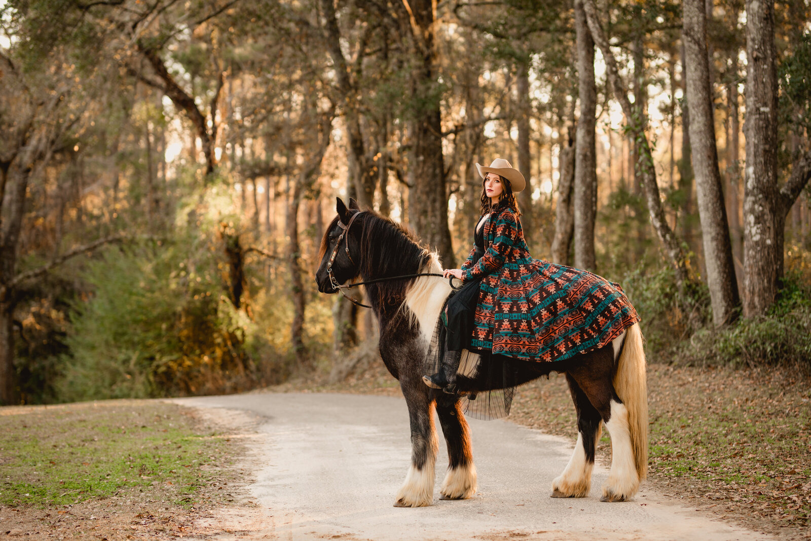 Gypsy vanner horse with cowgirl rider in Tallahassee, FL at sunset.